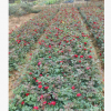 批發(fā)月季 湖南月季花小苗園林植物 花色紅艷 月季價(jià)格