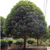 批發(fā)占地桂花 湖南征收垃圾桂花樹 便宜桂花樹價(jià)格 量大