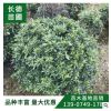 苗圃基地直銷各種規格優質海桐 80-150cm價格便宜貨源充足