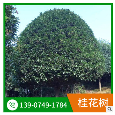 叢生桂花樹小矮桂花球多規格四季桂球大量供應城市綠化四季桂球