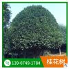 叢生桂花樹小矮桂花球多規格四季桂球大量供應城市綠化四季桂球