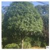 園林各規格大號桂花樹四季桂球 大量供應四季桂球 叢生桂花樹