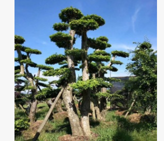 造型榆樹低價批發金葉榆樹苗工程綠化苗木行道風景造型樹
