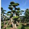 造型榆樹低價批發金葉榆樹苗工程綠化苗木行道風景造型樹