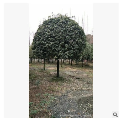 直銷優質 四季桂 桂花， 綠化批發配送產地貨源桂花樹批發八月桂