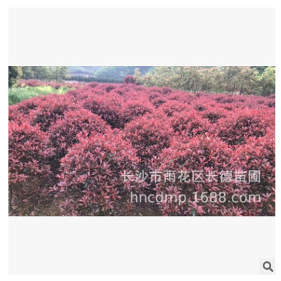 紅葉石楠球基地直銷紅葉石楠小灌木 工程綠化苗木低價批發