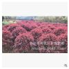 紅葉石楠球基地直銷紅葉石楠小灌木 工程綠化苗木低價批發