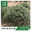 龜甲冬青球冬青球批發行道護坡綠化花木行道綠籬球類