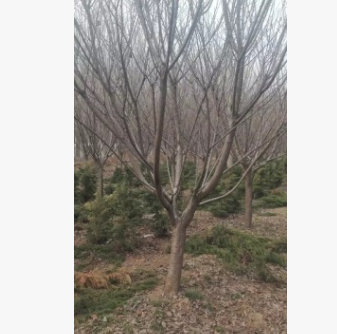 基地大量供應晚櫻，樹形優美，用于行道樹，公園，庭院觀賞