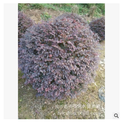 紅繼木球基地直銷 海桐球 瓜子球 大葉黃楊球 各種品種 規格