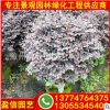 造型紅花繼木 紅花繼木球價格 園林綠化苗 自家苗圃供應