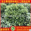 非洲茉莉報價 非洲茉莉球型 景觀園林綠化苗木供應 量大優惠