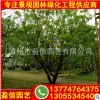 香泡_香泡樹批發_香櫞樹價格 園林綠化工程供應商
