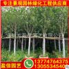 紫玉蘭移植苗 紫玉蘭容器苗 紫玉蘭基地直銷 多規格供應