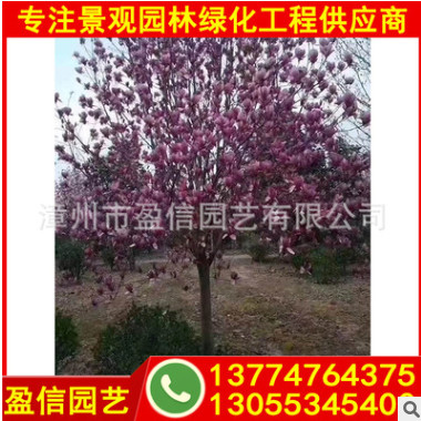供應紫玉蘭價格 多種規格供應 紫玉蘭基地批發價格