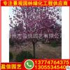 供應(yīng)紫玉蘭價(jià)格 多種規(guī)格供應(yīng) 紫玉蘭基地批發(fā)價(jià)格