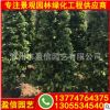 福建基地直銷 火山榕小苗批發(fā) 綠化工程用苗 規(guī)格齊全 大量現(xiàn)貨