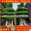 小葉榕移植苗 小葉榕盆景 各種規(guī)格供應(yīng) 量大優(yōu)惠
