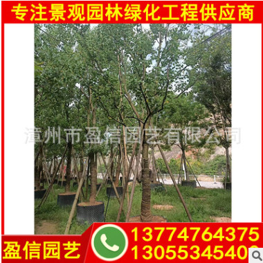 烏桕移植苗 烏桕容器苗 專業直銷烏桕基地 優質樹苗直銷