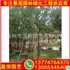 烏桕移植苗 烏桕容器苗 專業(yè)直銷烏桕基地 優(yōu)質(zhì)樹苗直銷