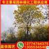 黃花風(fēng)鈴木移植苗 黃花風(fēng)鈴木容器苗 福建風(fēng)鈴木基地直銷批發(fā)