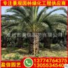 加拿利海棗批發(fā) 加拿利海棗價(jià)格 各種規(guī)格都有 價(jià)格實(shí)惠