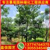 福建美麗異木棉批發(fā) 美麗異木棉移植苗價(jià)格 大腹木棉基地價(jià)格