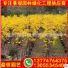 黃花風(fēng)鈴木價(jià)格 黃花風(fēng)鈴木批發(fā) 自有基地現(xiàn)貨直銷