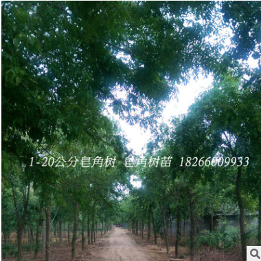 苗圃皂角樹道路工程綠化樹木小苗 1-20公分規格齊全皂角樹苗批發