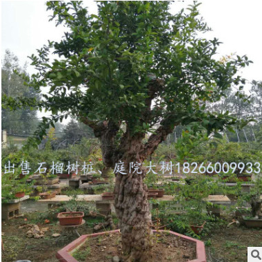 盆景石榴樹大中小型優美庭院造型樹樁盆景石榴樹苗園林綠化果樹