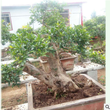 優美庭院造型大樹樹盆景花卉盆栽 苗圃樹樁盆景出售石榴樹苗批發