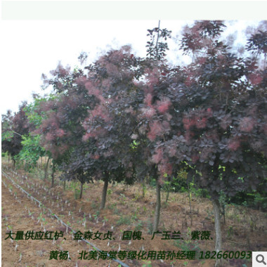 大量供應美國紅櫨優質園林綠化行道樹 山東紅櫨小苗苗喬木花灌木