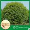 【桂花球】 批發苗木 桂花球柱 地籠桂花 規格齊全