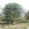 【叢生香樟】 批發苗木 叢生香樟 大樹 樹苗 規格8-20cm