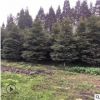 【楠木】批發楠木樹 金絲楠木大樹 楨楠苗木小葉楠木二葉楠木樹苗