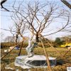【烏桕】 批發(fā)苗木 烏桕大樹 造型烏桕 樹苗 規(guī)格8-20cm
