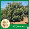 【叢生楊梅】 叢生楊梅大樹 樹苗 規(guī)格5-18cm