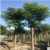 【欒樹】批發(fā)苗木 欒樹樹苗 搖錢樹大樹 規(guī)格8-20cm