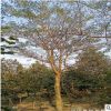 【皂角】 批發(fā)苗木 皂角大樹 樹苗 規(guī)格8-20cm