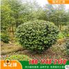 【茶花球】批發(fā)苗木 茶花球 山茶花球 樹苗 規(guī)格齊全