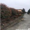 【紅葉石楠】批發(fā)苗木 紅葉石楠大樹 紅葉石楠樹苗 規(guī)格8-20cm