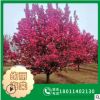 【絢麗海棠】批發(fā)絢麗海棠樹苗 大樹 苗木 規(guī)格8-20cm