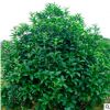 長期穩(wěn)定供應8月桂花樹 苗圃直售 庭院綠化8月桂花樹