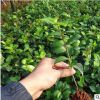 林園精品茶花小苗 湖南觀賞苗木 茶花小苗批發(fā)