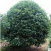 直銷精品桂花樹苗 工程綠化苗木桂花樹苗批發(fā) 量大優(yōu)惠