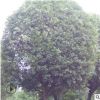 供應多規(guī)格桂花球苗 市政林園綠化苗木桂花球批發(fā)