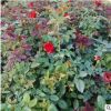 盛宏苗木樹狀月季花苗 湖南精品觀賞苗木 樹狀月季花苗批發(fā)