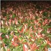 紅葉石楠苗批發 精品常綠喬木多規格紅葉石楠苗供應