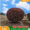 【紅葉石楠】批發(fā)紅葉石楠球 紅葉石楠球柱 規(guī)格齊全量大價優(yōu)