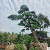 【造型榆樹】基地批發 造型榆樹 大樹 苗木 庭院造型盆景異形樹